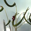  Pleurothallis dilemma (5)